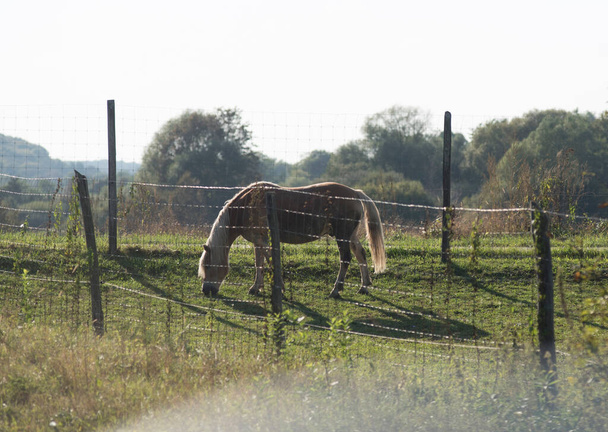 άλογο στέκεται σε μια μάντρα με λιβάδι και φράχτη - Φωτογραφία, εικόνα