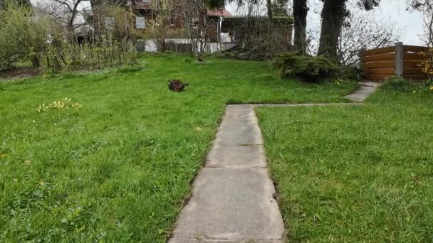 Videó egy teknősbéka macska játszik egy csapdába esett egér - Felvétel, videó