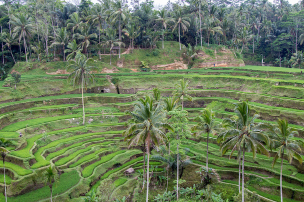 Rice Terraces - Photo, Image