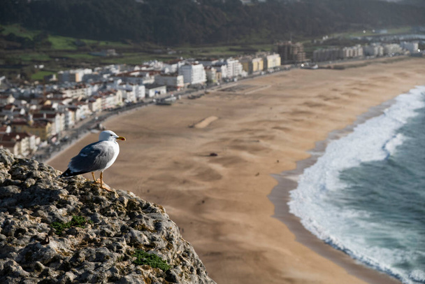 Samotna mewa stoi na skalistym wylocie, spoglądając na rozległą plażę z falami na brzegu i osobliwym miasteczku w oddali. Portugalia, plaża nazistowska - Zdjęcie, obraz