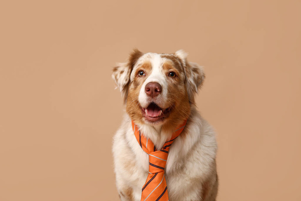 Divertido perro pastor australiano con corbata sobre fondo beige - Foto, imagen