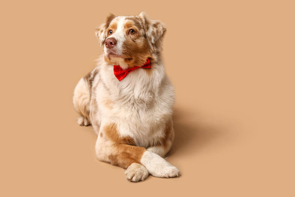Imádnivaló ausztrál juhász kutya csokornyakkendő fekvő bézs háttér - Fotó, kép