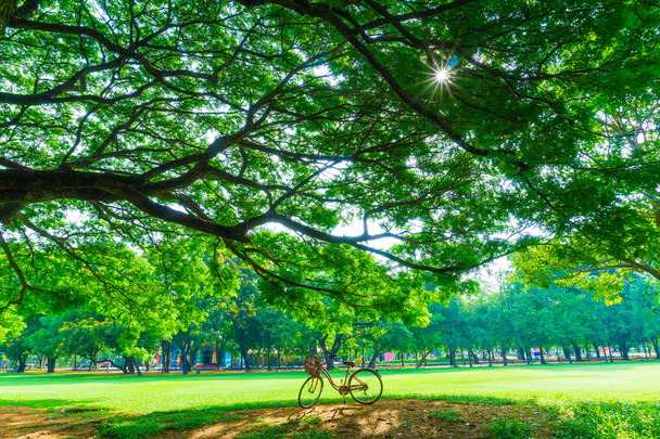 Bicicletas en el Parque Central
 - Foto, imagen