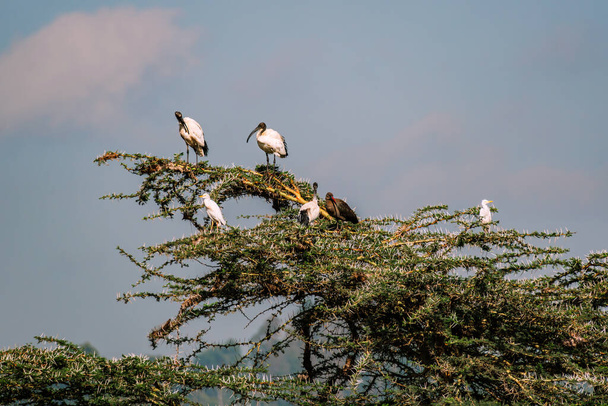 African sacred ibis (Threskiornis aethiopicus) is a species of ibis, a wading bird of the Threskiornithidae family. - Photo, Image