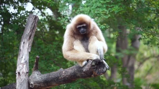 Gibbon kras op boom - voorraad video - Video