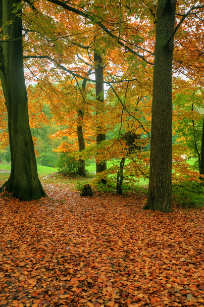 Beautiful Autumn Fall forest scene - Valokuva, kuva
