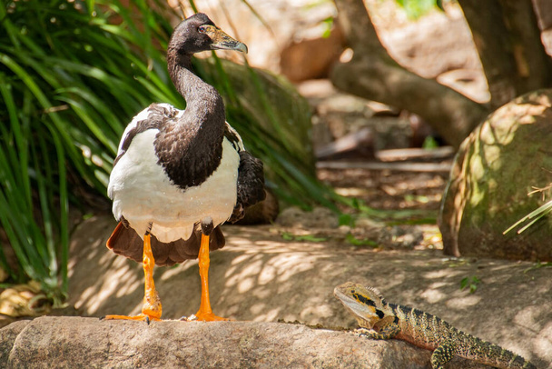 Die Elster ist die einzige lebende repräsentative Art der Familie Anseranatidae. Dieser häufige Wasservogel kommt in Nordaustralien und im südlichen Neuguinea vor.. - Foto, Bild