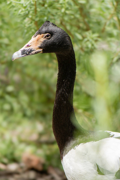 Die Elster ist die einzige lebende repräsentative Art der Familie Anseranatidae. Dieser häufige Wasservogel kommt in Nordaustralien und im südlichen Neuguinea vor.. - Foto, Bild