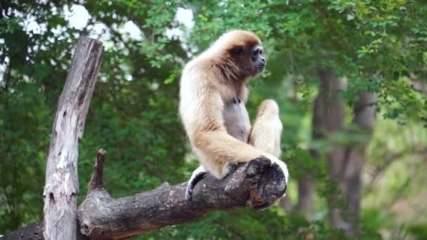 Gibbon haukottelu puussa - Stock video
 - Materiaali, video