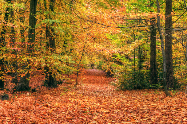 Осенняя сцена в лесу
 - Фото, изображение