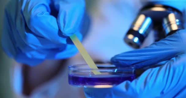 Uno scienziato in guanti blu mette una striscia di prova in una capsula di Petri con liquido e microscopio. Scienziato conduce la ricerca ph in laboratorio di microbiologia - Filmati, video