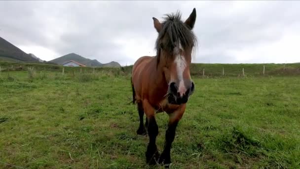 Heerlijk paard grazend op een groene grasweide die omhoog komt om te interageren in de Ardisana vallei, in Llanes, Asturië, Spanje - Video