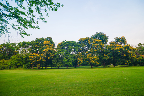 Hermoso parque verde al atardecer
 - Foto, Imagen