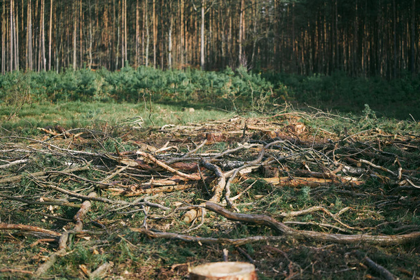 Dano Ecológico. Impacto da desflorestação nas florestas verdes europeias. - Foto, Imagem