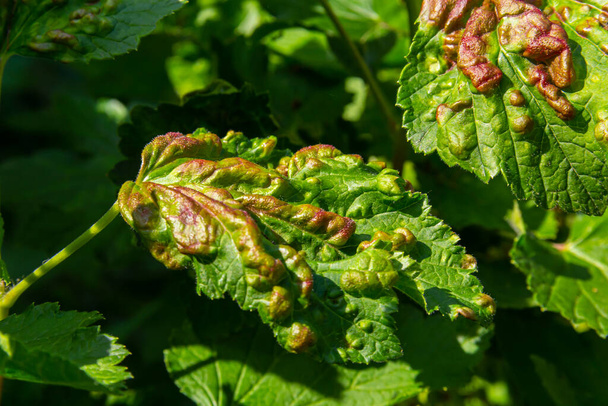 Leaf of red currant bush infected with pests - gallic aphid Capitophorus ribis, Aphidoidea. Aphids absorb the sap of the plant, the leaves deform, reddish-brown spots form on the leaves. Plant pests. - Photo, Image