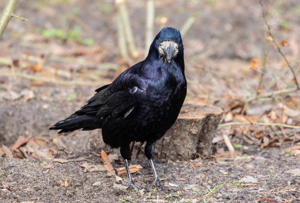  Rook, Corvus frugilegus L.0Ein großer und intelligenter Vogel aus der Familie der Corviden. - Foto, Bild