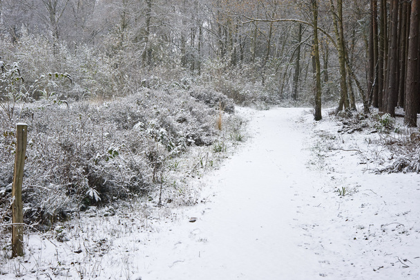 Beau sentier à travers la forêt avec de la neige au sol
 - Photo, image