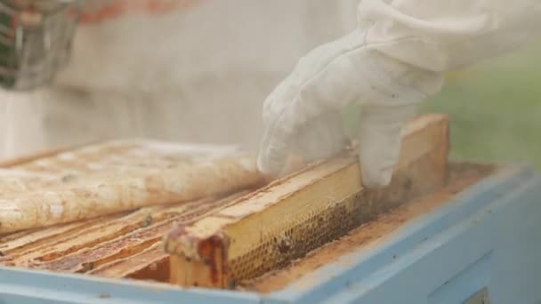Felismerhetetlen méhész közelsége, aki fából készült keretet vesz ki méhsejtszerkezetből és méhkaptárból, miközben munkatársai füsttel nyugtatják a méheket, és a méhészetben dolgoznak. - Felvétel, videó