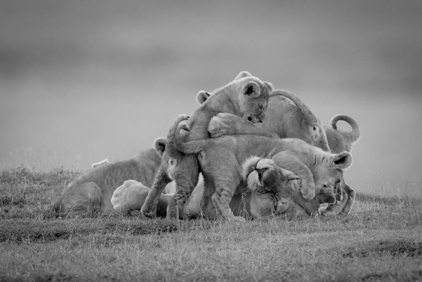 Львица лежит вся в детёнышах на Саванне - Фото, изображение