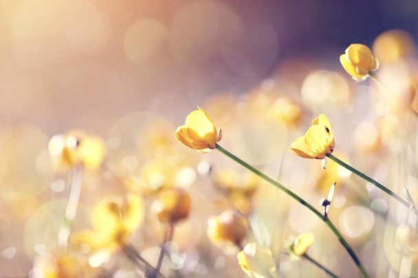 gelbe Blüten einer Butterblume - Foto, Bild