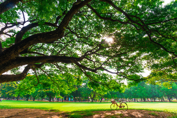 Yeşil çimenlerin üzerinde kırmızı bisiklet - Fotoğraf, Görsel