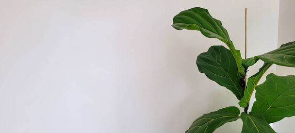 planta tropical con hojas verdes - Foto, Imagen