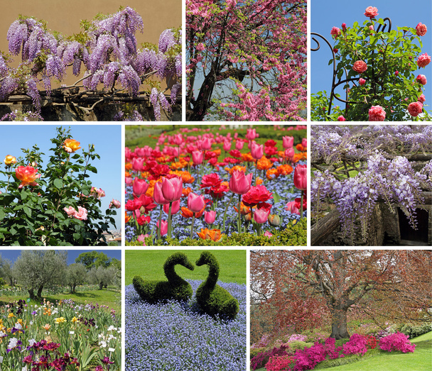 Çiçekli bahar bahçesi - Fotoğraf, Görsel