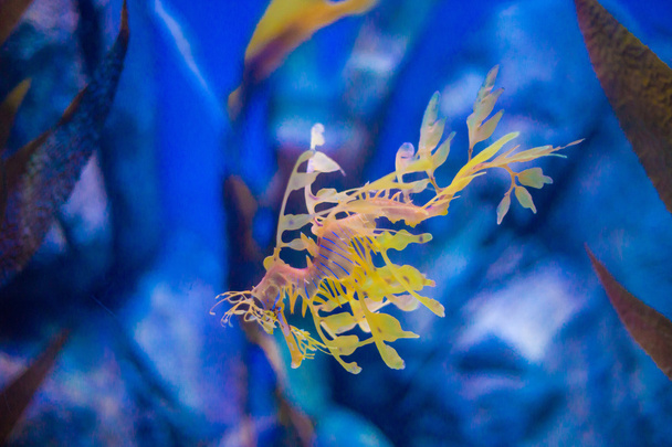 Mooie seahorse onder onkruid. - Foto, afbeelding