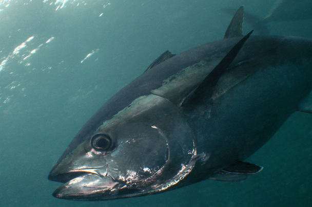 Блакитний тунець
 - Фото, зображення