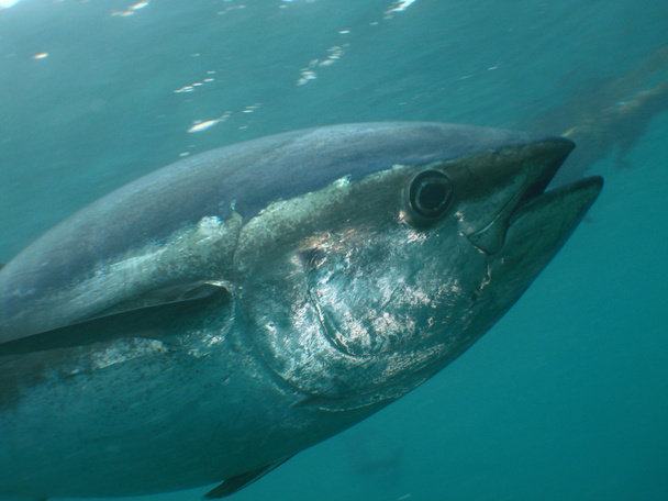Синеплавниковый тунец
 - Фото, изображение