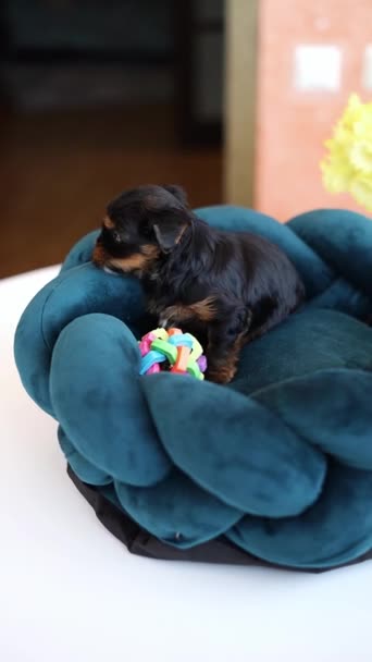 Lindo cachorro de Yorkshire terrier juguetón descansando en una cama de perro. Pequeño perrito adorable con orejas divertidas tumbado en una tumbona. Animales domésticos - Metraje, vídeo