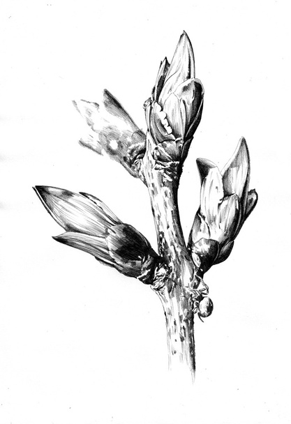 Квітковий малюнок ескізне мистецтво
 - Фото, зображення