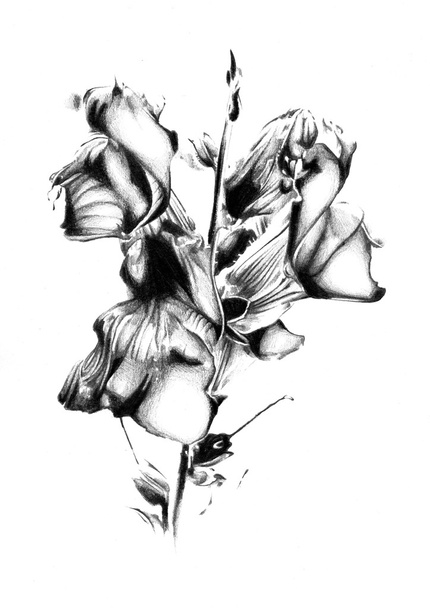Квітковий малюнок ескізне мистецтво
 - Фото, зображення