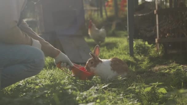Obiektyw rozpalony kadr nierozpoznawalnego samca hodowcy karmiącego dzikiego królika łyżką do łopaty podczas kucania na zielonej trawie obok wybiegu dla kurczaków na świeżym powietrzu w gospodarstwie ekologicznym - Materiał filmowy, wideo