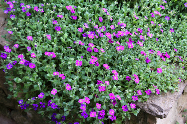 庭の春の花壇に咲くオブリエタ - 写真・画像