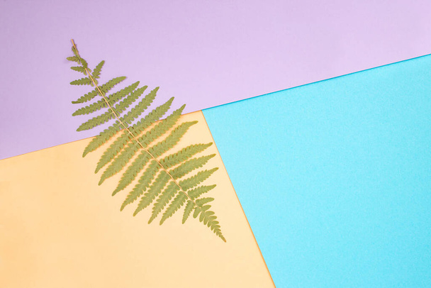 Abstraktní barevné pozadí s kapradinovým listem a geometrickými tvary, plochý ležel   - Fotografie, Obrázek