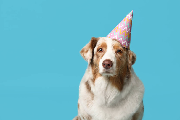 Lindo perro pastor australiano en sombrero de fiesta sobre fondo azul - Foto, imagen