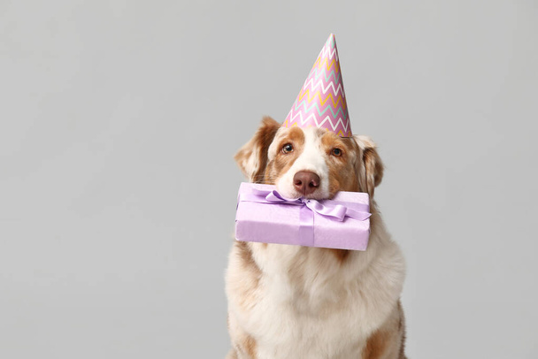 Lindo perro pastor australiano en sombrero de fiesta con caja de regalo sobre fondo gris - Foto, imagen