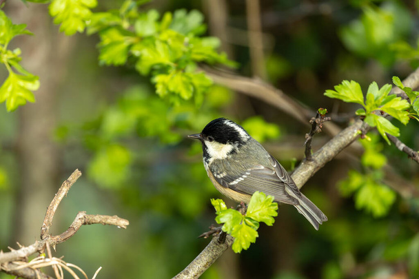 Piccolo uccello canterino nero con guance bianche, che si nutre dei Giardini Botanici Nazionali di Dublino. - Foto, immagini