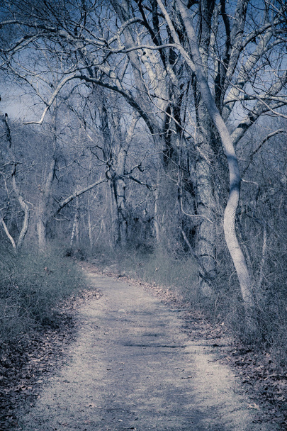 Winter Path - Foto, afbeelding