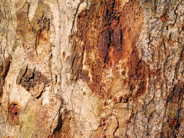 tree bark texture, natural background - Photo, Image