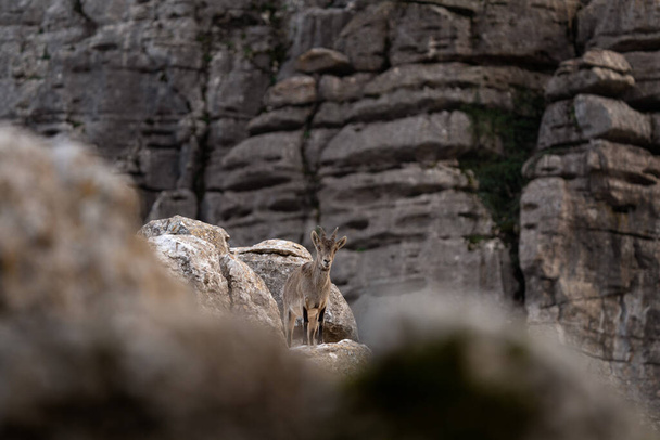 Íbice ibérico en las rocas de España. El íbice salvaje está escalando en las montañas. Cabras en Peligro en Paraje Natural Torcal de Antequera en España. - Foto, Imagen