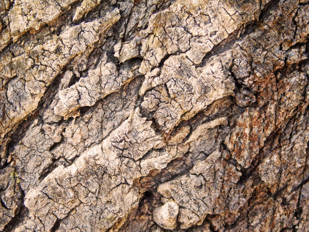 木の樹皮テクスチャ背景パターン - 写真・画像