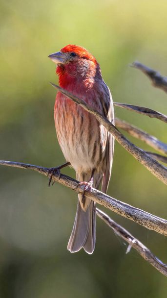 House Finch male perched on a succulent plant. Stanford, Santa Clara County, California, USA. - Photo, Image