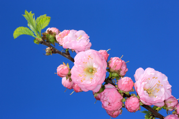 Virágos-bush virágzó - Fotó, kép