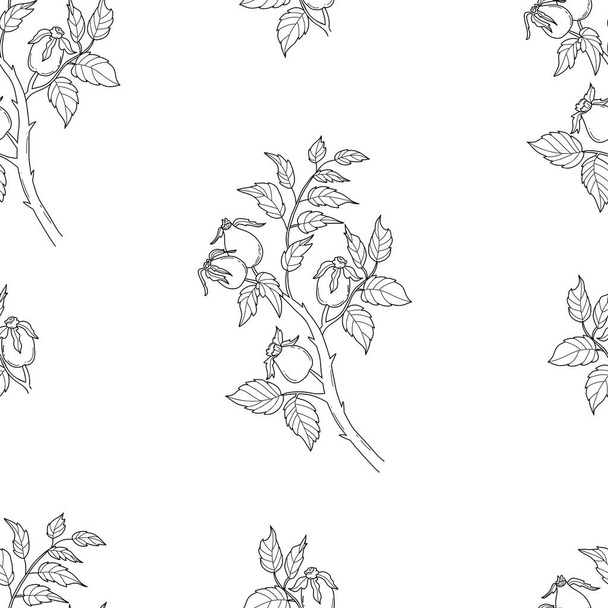 白い背景にバラシの枝が付いている継ぎ目が無いパターン. ベクターイラスト。 壁紙,設計,織物,包装,装飾のために描かれる線形手 - ベクター画像