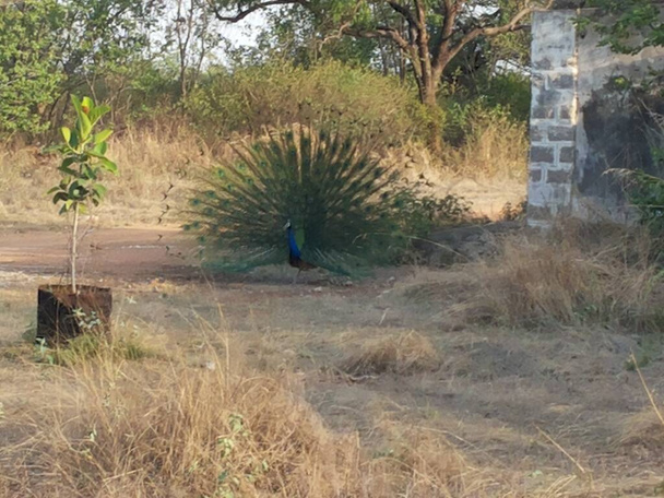 Peacock στην αγροτική περιοχή της Ινδίας - Φωτογραφία, εικόνα