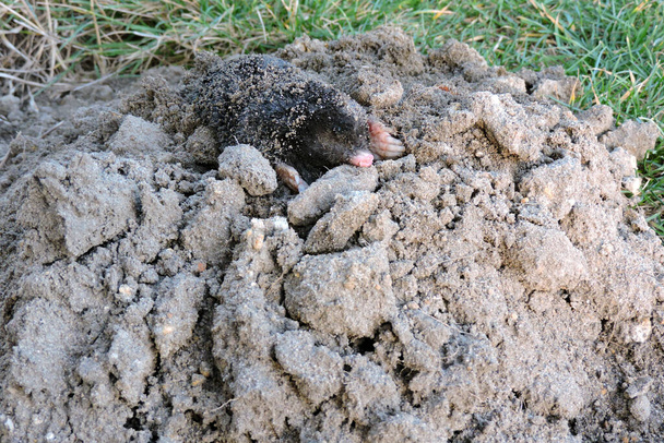 A portrait of a black European mole on a molehill in the garden - Photo, Image