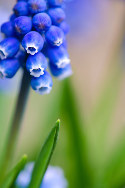 Виноград hyacinth
 - Фото, зображення