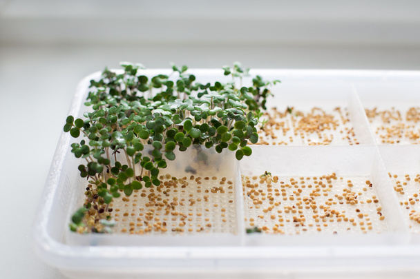 Brotos germinados e sementes com orvalho
 - Foto, Imagem